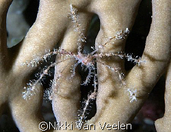 Spiny spider crab taken on a night dive at Ras Caty with ... by Nikki Van Veelen 